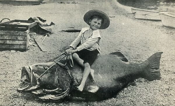 A Fishy Steed! - A Black Sea-Bass - weight 363 pounds, 1901. Creator: Unknown