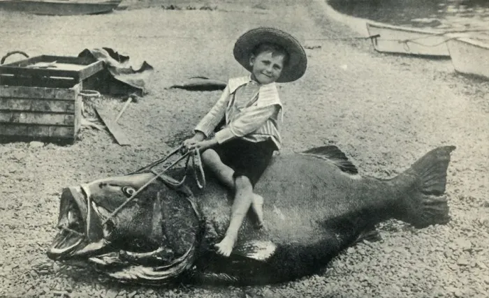 Framed Print : A Fishy Steed! - A Black Sea-Bass - weight 363 pounds, 1901. Creator: Unknown Framed Print : A Fishy Steed! - A Black Sea-Bass - weight 363 pounds, 1901. Creator: Unknown