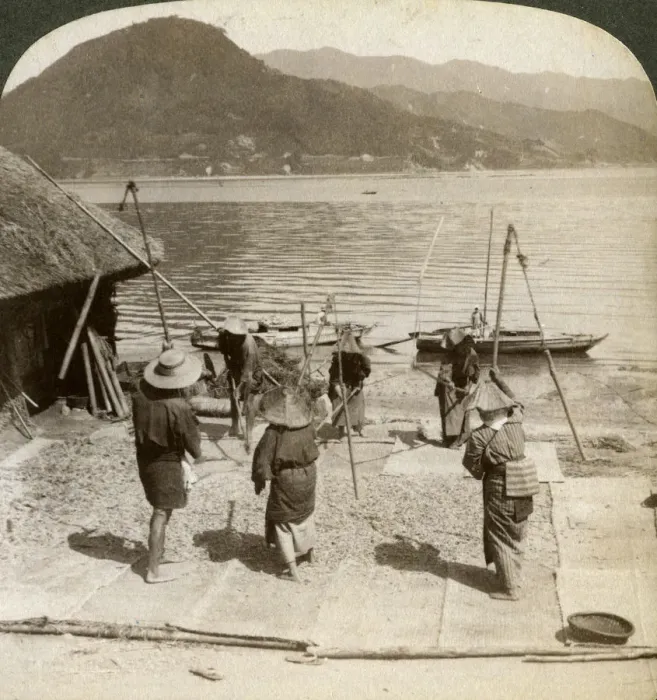 Framed Print : Flailing barley beside a fishing beach on the Inland Sea, Japan, 1904. Artist: Underwood & Underwood Framed Print : Flailing barley beside a fishing beach on the Inland Sea, Japan, 1904. Artist: Underwood & Underwood