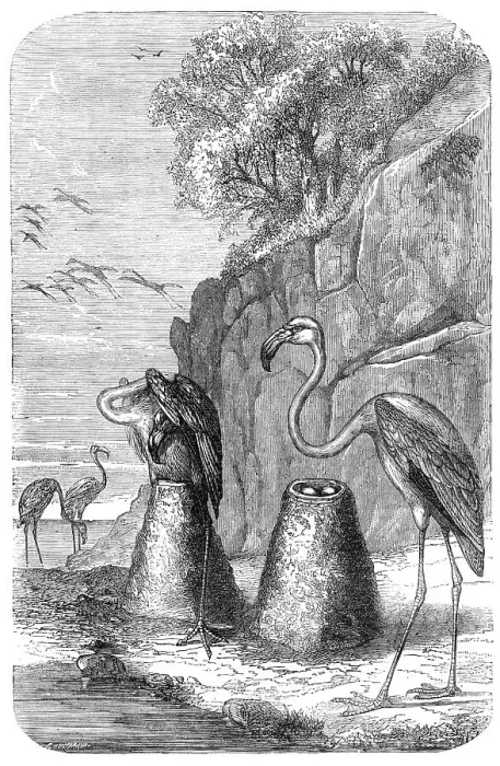 Framed Print : Flamingoes Nests, from The Universe, 1870. Creator: Unknown Framed Print : Flamingoes Nests, from The Universe, 1870. Creator: Unknown