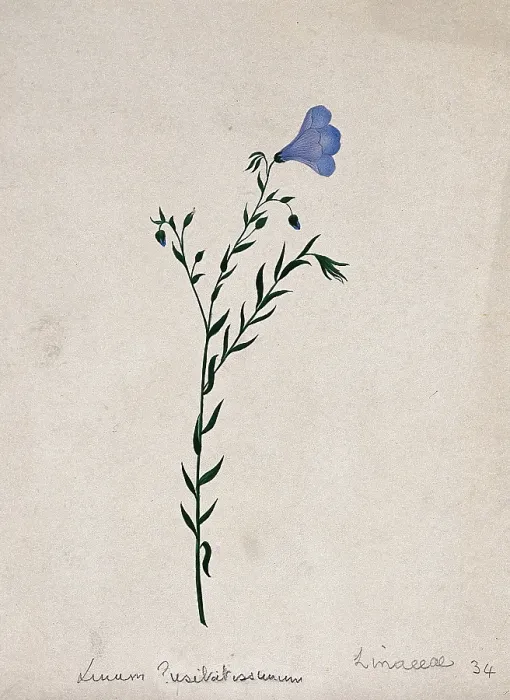 Framed Print : Flax plant (Linum species): flowering stem. Creator: Unknown Framed Print : Flax plant (Linum species): flowering stem. Creator: Unknown