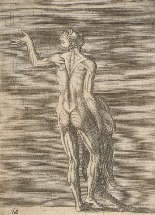 Framed Print : Flayed man with left hand on hip, holding skin in right hand, ca. 1531-76 Framed Print : Flayed man with left hand on hip, holding skin in right hand, ca. 1531-76