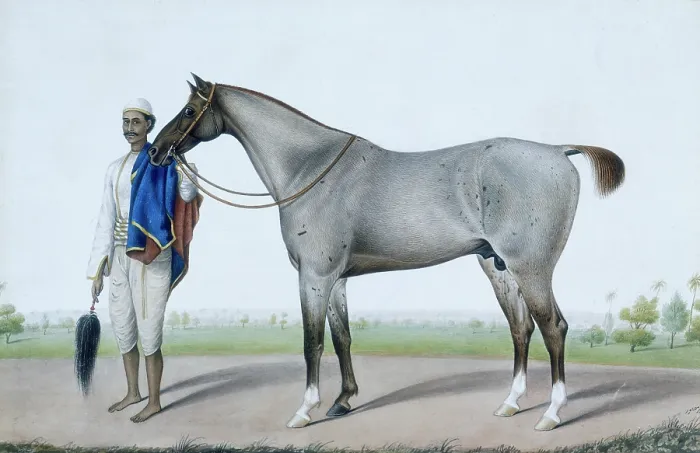Framed Print : A flea-bitten grey horse with its groom holding a fly-whisk and a red and blue horse-cloth. c1845. Creator: Shaikh Muhammad Amir of Karraya Framed Print : A flea-bitten grey horse with its groom holding a fly-whisk and a red and blue horse-cloth. c1845. Creator: Shaikh Muhammad Amir of Karraya
