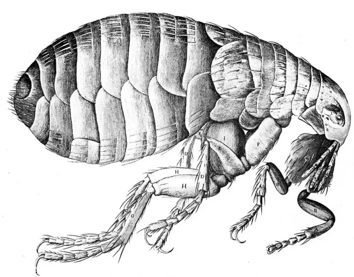 Framed Print : Flea, wingless bloodsucking parasitic insect, 1665