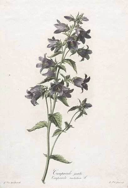 Fleurs dessinees dapres nature: Campanule gantelee, c. 1800. Creator
