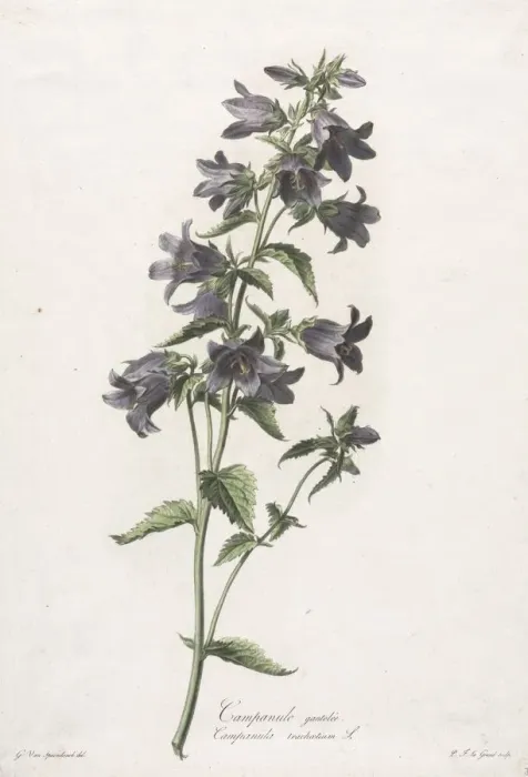 Framed Print : Fleurs dessinees dapres nature: Campanule gantelee, c. 1800. Creator Framed Print : Fleurs dessinees dapres nature: Campanule gantelee, c. 1800. Creator