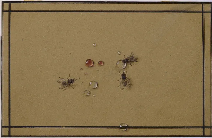 Framed Print : The flies at the waterdrops. Artist: Tolstoy, Fyodor Petrovich (1783-1873) Framed Print : The flies at the waterdrops. Artist: Tolstoy, Fyodor Petrovich (1783-1873)