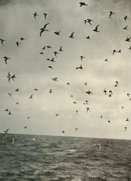 Framed Print : Flight of Antarctic Petrels, c1908, (1909) Framed Print : Flight of Antarctic Petrels, c1908, (1909)