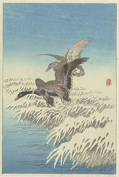 Flock of ducks flying above snowy reed collar. Creator: Ohara, Koson (1877-1945)