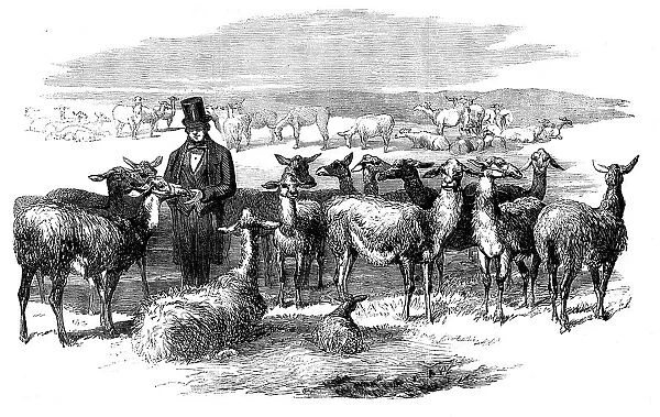 Flock of Lllamas, just imported from Peru, 1858. Creator: Unknown