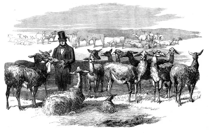 Framed Print : Flock of Lllamas, just imported from Peru, 1858. Creator: Unknown Framed Print : Flock of Lllamas, just imported from Peru, 1858. Creator: Unknown