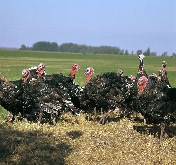 Flock of turkeys in Hungary. Artist: CM Dixon