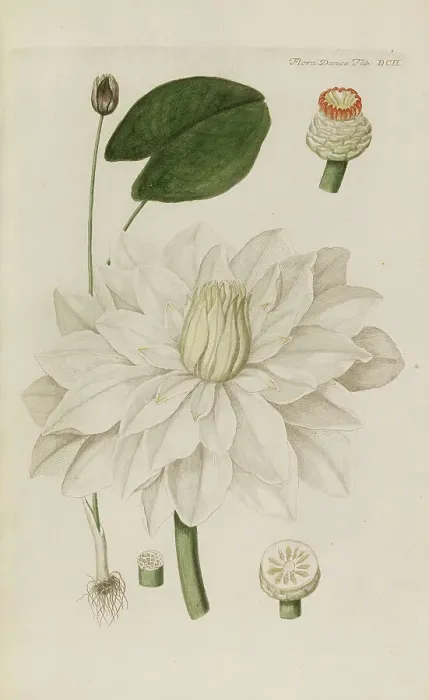 Framed Print : Flora Danica, 1761. Creator: Oeder, Georg Christian Edler (1728-1791) Framed Print : Flora Danica, 1761. Creator: Oeder, Georg Christian Edler (1728-1791)