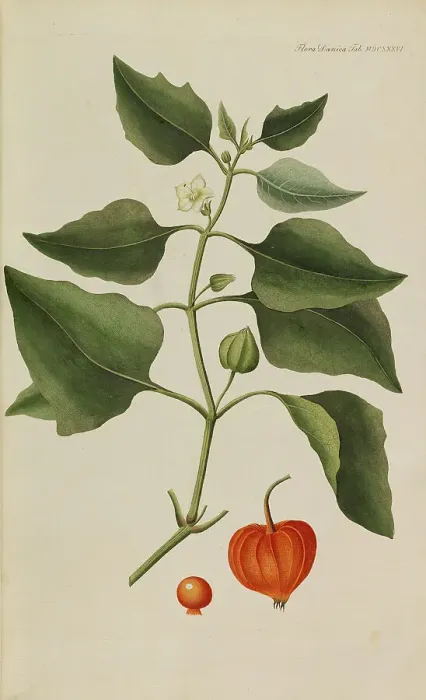 Framed Print : Flora Danica, 1761. Creator: Oeder, Georg Christian Edler (1728-1791) Framed Print : Flora Danica, 1761. Creator: Oeder, Georg Christian Edler (1728-1791)