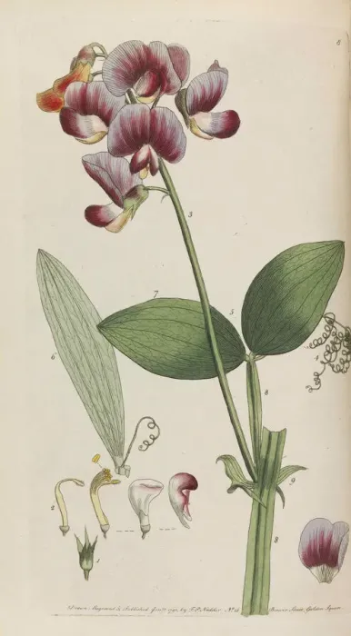 Framed Print : Flora rustica, 1792. Creator: Martyn, Thomas (1735-1825) Framed Print : Flora rustica, 1792. Creator: Martyn, Thomas (1735-1825)