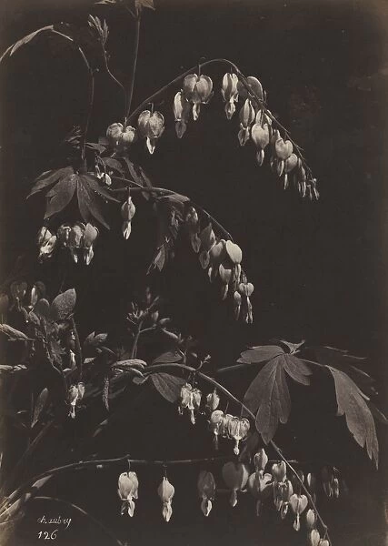 Floral Still Life (Bleeding Hearts), c. 1865. Creator: Charles Aubry (French, 1811-1877)