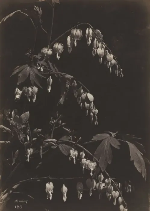 Framed Print : Floral Still Life (Bleeding Hearts), c. 1865. Creator: Charles Aubry (French, 1811-1877) Framed Print : Floral Still Life (Bleeding Hearts), c. 1865. Creator: Charles Aubry (French, 1811-1877)