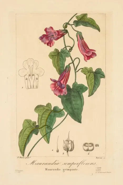 Framed Print : Flore des Jardiniers, Amateurs et Manufacturiers: Maurandia semperflorens, 1836. Creator Framed Print : Flore des Jardiniers, Amateurs et Manufacturiers: Maurandia semperflorens, 1836. Creator