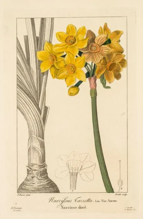 Framed Print : Flore des Jardiniers, Amateurs et Manufacturiers: Polyanthus or Cluster Narcissus, 1836 Framed Print : Flore des Jardiniers, Amateurs et Manufacturiers: Polyanthus or Cluster Narcissus, 1836