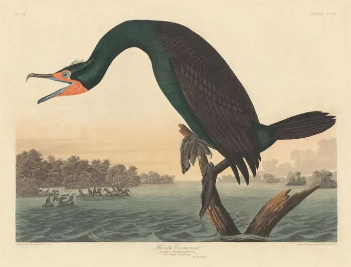 Framed Print : Florida Cormorant, 1835. Creator: Robert Havell Framed Print : Florida Cormorant, 1835. Creator: Robert Havell