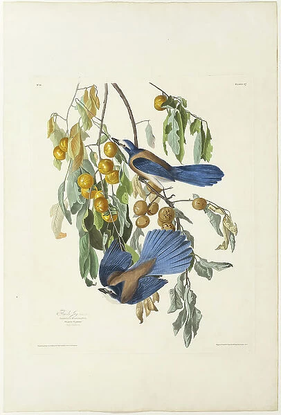 Florida Jay, 1830. Creator: Robert Havell