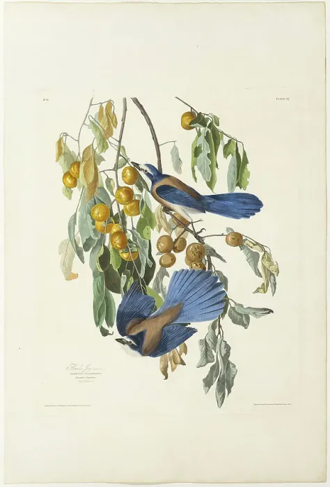 Framed Print : Florida Jay, 1830. Creator: Robert Havell Framed Print : Florida Jay, 1830. Creator: Robert Havell