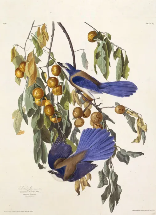 Framed Print : The Florida scrub jay. From The Birds of America, 1827-1838. Creator: Audubon Framed Print : The Florida scrub jay. From The Birds of America, 1827-1838. Creator: Audubon