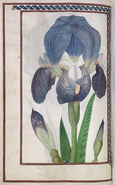 Florilegium: (page 14 verso) blue and white iris, 1608. Creator: Unknown