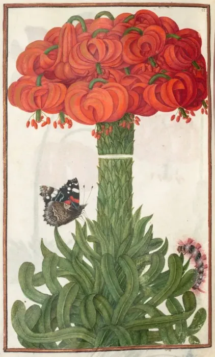 Framed Print : Florilegium: (page 18 verso) boquet of orange lilies, 1608. Creator: Unknown Framed Print : Florilegium: (page 18 verso) boquet of orange lilies, 1608. Creator: Unknown