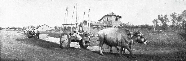 De Florina a Monastir; les chars macedonies, herisses de pieux et traines par des boeufs, 1916. Creator: Unknown