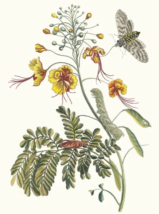 Framed Print : Flos Pavonis. From the Book Metamorphosis insectorum Surinamensium, 1705 Framed Print : Flos Pavonis. From the Book Metamorphosis insectorum Surinamensium, 1705