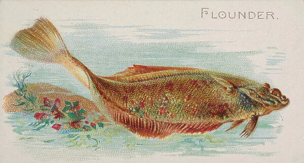 Flounder, from the Fish from American Waters series (N8) for Allen &