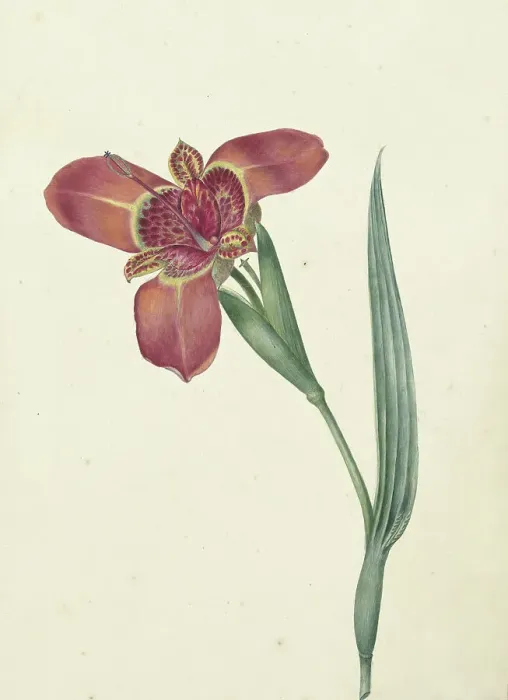 Framed Print : Flower named Ferraria Tigrina, 1817. Creator: CJ Kruimel Framed Print : Flower named Ferraria Tigrina, 1817. Creator: CJ Kruimel