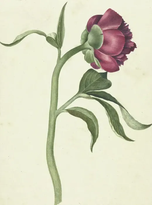 Framed Print : Flower of the peony, 1700-1800. Creator: CJ Kruimel Framed Print : Flower of the peony, 1700-1800. Creator: CJ Kruimel