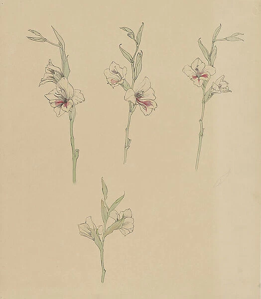 Flower studies, 1887-1924. Creator: Julie de Graag
