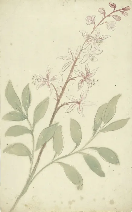 Framed Print : Flower study, 1677-1755. Creator: Elias van Nijmegen Framed Print : Flower study, 1677-1755. Creator: Elias van Nijmegen
