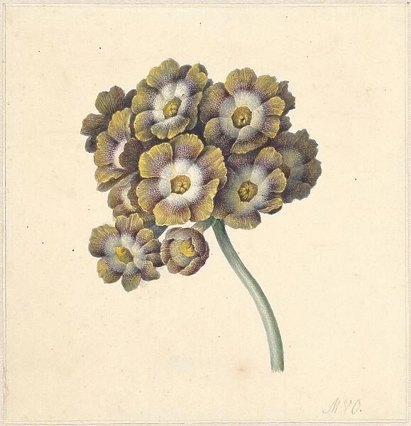 Flower study, 1790-1862. Creator: Maria Margrita van Os