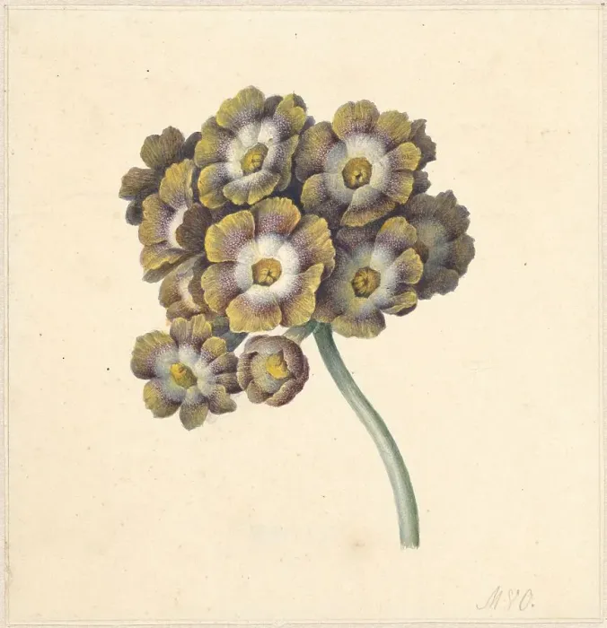 Framed Print : Flower study, 1790-1862. Creator: Maria Margrita van Os Framed Print : Flower study, 1790-1862. Creator: Maria Margrita van Os