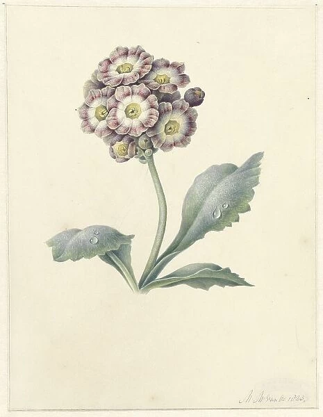 Flower study, 1823. Creator: Maria Margrita van Os