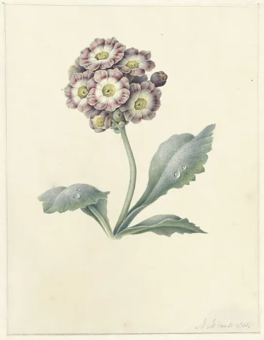 Framed Print : Flower study, 1823. Creator: Maria Margrita van Os Framed Print : Flower study, 1823. Creator: Maria Margrita van Os
