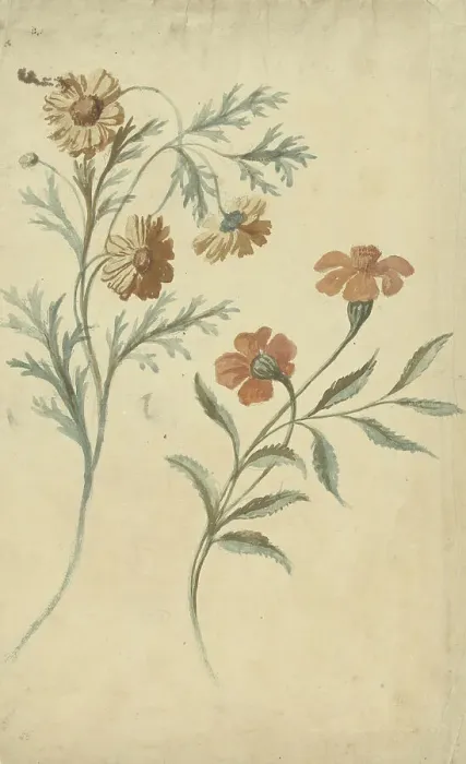 Framed Print : Flower study of a red and a brown flower, 1677-1755. Creator: Elias van Nijmegen Framed Print : Flower study of a red and a brown flower, 1677-1755. Creator: Elias van Nijmegen