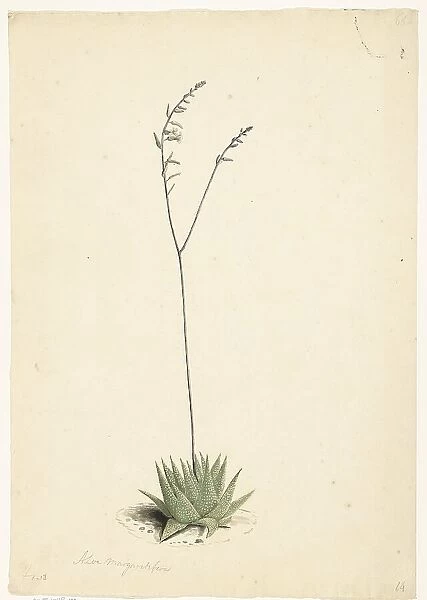Flowering Aloe, 1668-1729. Creator: Vincent Laurentz van der Vinne I