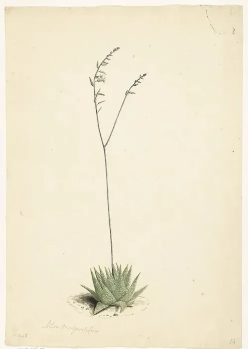 Framed Print : Flowering Aloe, 1668-1729. Creator: Vincent Laurentz van der Vinne I Framed Print : Flowering Aloe, 1668-1729. Creator: Vincent Laurentz van der Vinne I