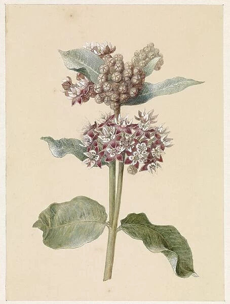 Flowering Asclepias Species, 1831-1900. Creator: Jan Jacob Goteling Vinnis