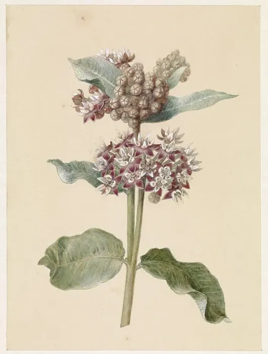 Framed Print : Flowering Asclepias Species, 1831-1900. Creator: Jan Jacob Goteling Vinnis Framed Print : Flowering Asclepias Species, 1831-1900. Creator: Jan Jacob Goteling Vinnis