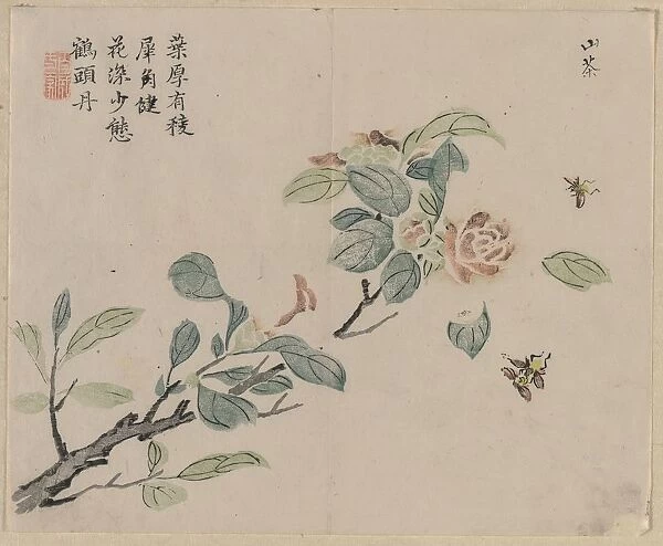 Flowering Branch with Bees, 18th Century. Creator: Unknown