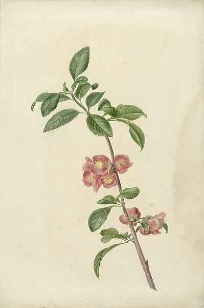Flowering branch Japanese cherry, 1700-1800. Creator: CJ Kruimel