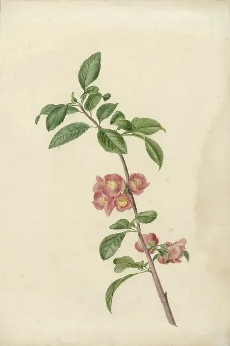 Framed Print : Flowering branch Japanese cherry, 1700-1800. Creator: CJ Kruimel Framed Print : Flowering branch Japanese cherry, 1700-1800. Creator: CJ Kruimel