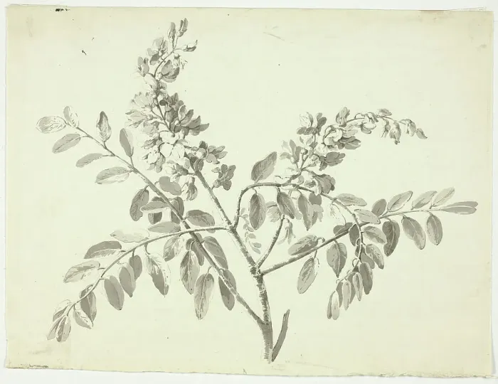 Framed Print : The Flowering Branch, n.d. Creator: Pierre Antoine Mongin Framed Print : The Flowering Branch, n.d. Creator: Pierre Antoine Mongin