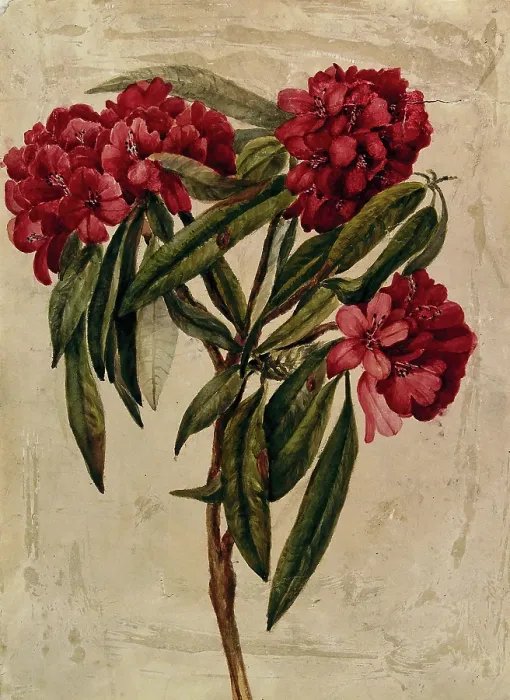 Framed Print : A flowering branch of rhododendron. Creator: Unknown Framed Print : A flowering branch of rhododendron. Creator: Unknown